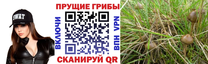 Галлюциногенные грибы прущие грибы  Кинешма 